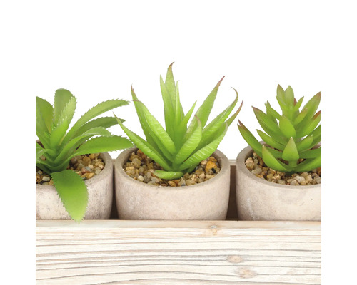 Drie vetplanten in potten op een houten dienblad