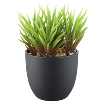 Kunstmatige vetplant in zwarte pot