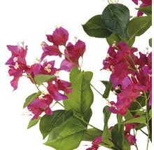 Bougainvillea tak met bloemen en bladeren