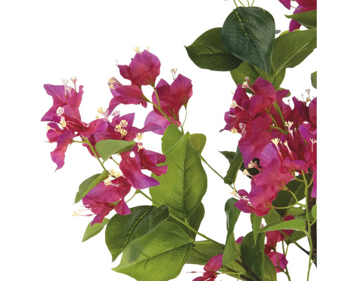Bougainvillea tak met bloemen en bladeren