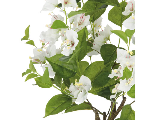 Bougainvillea tak met witte bloemen en groene bladeren