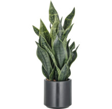 Sansevieria plant in pot