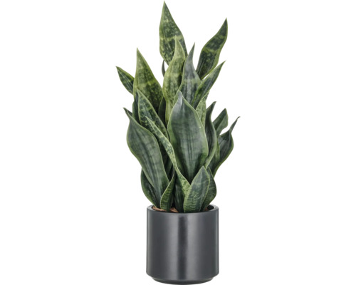 Sansevieria plant in pot