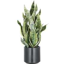 Sansevieria in een pot