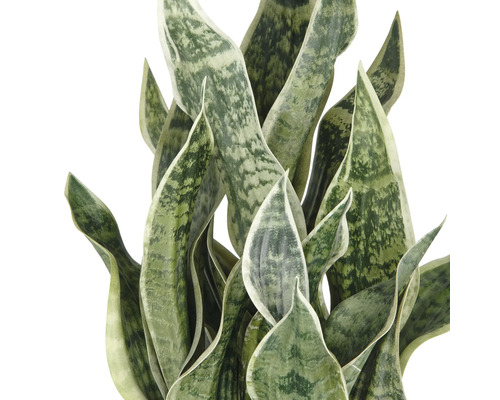 Sansevieria plant met lange, rechtopstaande bladeren