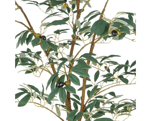 Olijfboom met bladeren en vruchten