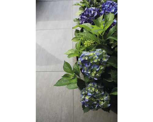 Close-up van bloeiende blauwe hortensia''s in pot