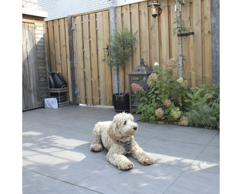 Een hond ligt op terrastegels in de tuin.