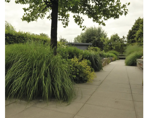 Landschapsfoto met tuinpad, siergrassen en bomen