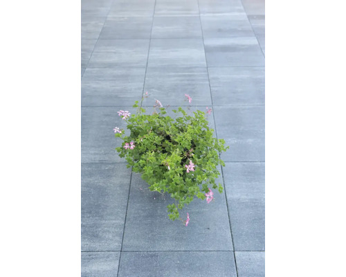 Geranium met groene bladeren en delicate bloemen