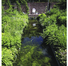 Een tuinvijver met weelderige beplanting op de oevers en een stoel aan het einde van de vijver.
