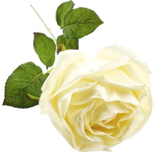 Decoratieve rozenbloem met bladeren