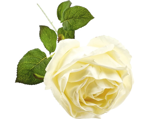 Decoratieve rozenbloem met bladeren