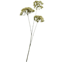 Decoratieve droogbloem voor interieurdecoratie