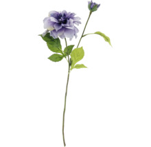 Decoratieve dahlia met bloem en knop