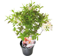 Azalea Silver Slipper in pot met groene bladeren en lichte bloemen