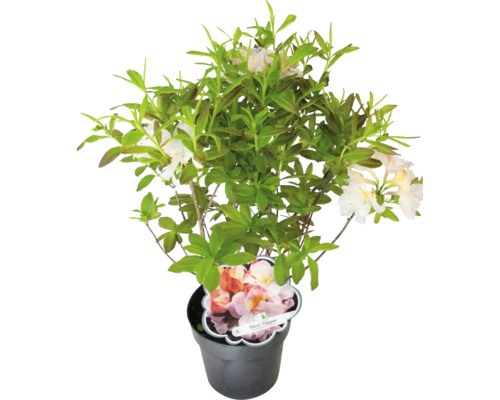 Azalea Silver Slipper in pot met groene bladeren en lichte bloemen