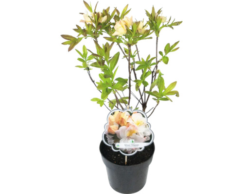 Azalea Silver Slipper in pot