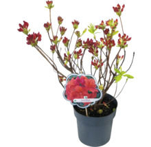 Azalea in pot met bloemknoppen en plantenlabel