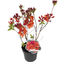Azalea in een pot
