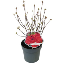 Rhododendron Parkfeuer in pot