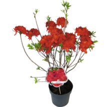 Azalea in pot met rode bloemen