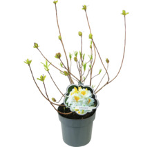Rhododendron ''Schneegold'' in pot