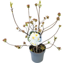 Rhododendron ''Schneegold'' in pot