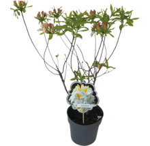 Rhododendron in pot met bloemknoppen en variëteitslabel