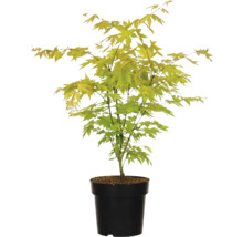 Japanse esdoorn in pot