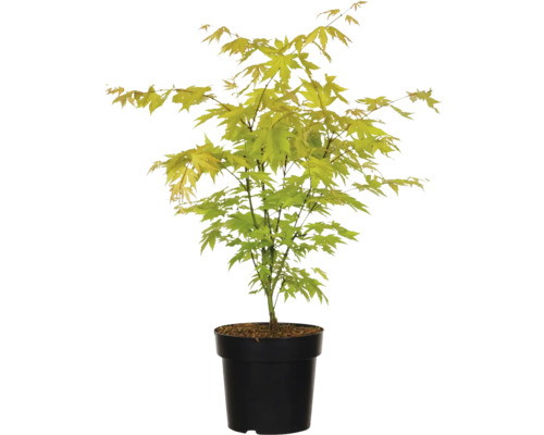 Japanse esdoorn in pot