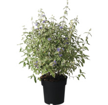Blauwbloemige struik in pot