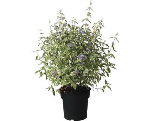 Blauwbloemige struik in pot