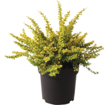 Berberis in pot