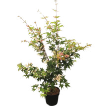 Japanse esdoorn in pot