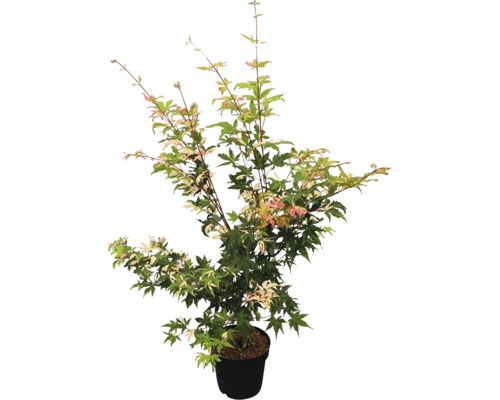 Japanse esdoorn in pot