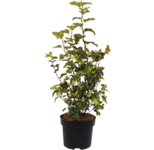 Pijpenstrootje in een pot
