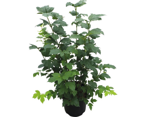 Planten in pot met groene bladeren