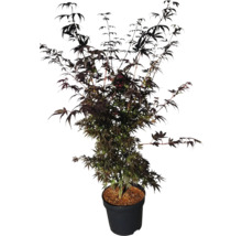 Japanse esdoornboom in pot