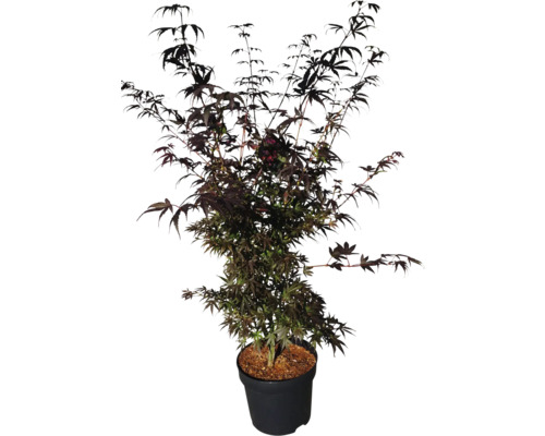 Japanse esdoornboom in pot