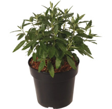 Blauwe spirea Caryopteris clandonensis 'First Choice' potmaat Ø 21,0 cm H 40-60 cm