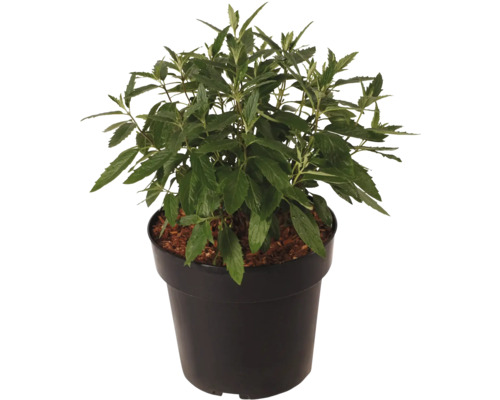 Pepermunt plant in pot