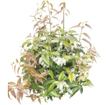 Schermspirea met bladeren en bloemen