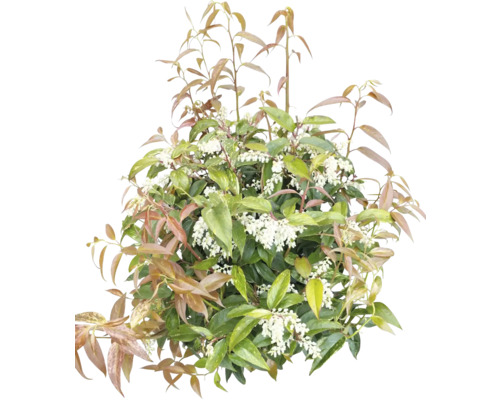 Schermspirea met bladeren en bloemen