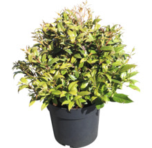 Glansmispel in een pot