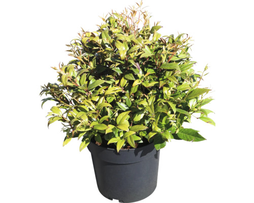 Glansmispel in een pot