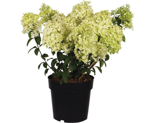 Pluimhortensia in zwarte pot