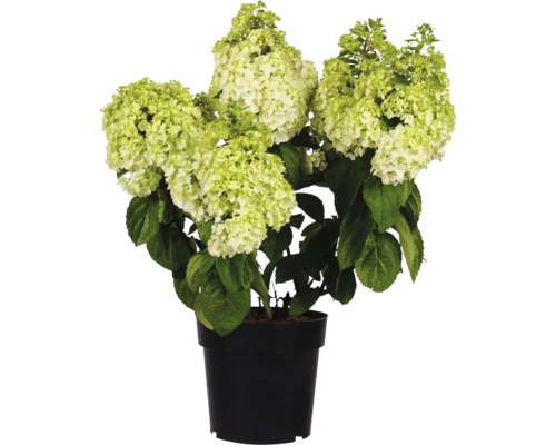 Pluimhortensia in pot