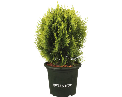 Cipres in pot met Botanico logo