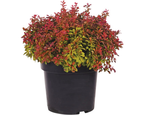 Berberis in pot met rode en groene bladeren